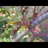 Mahonia Bealei (fam Berberidacees) (Chine) (9)